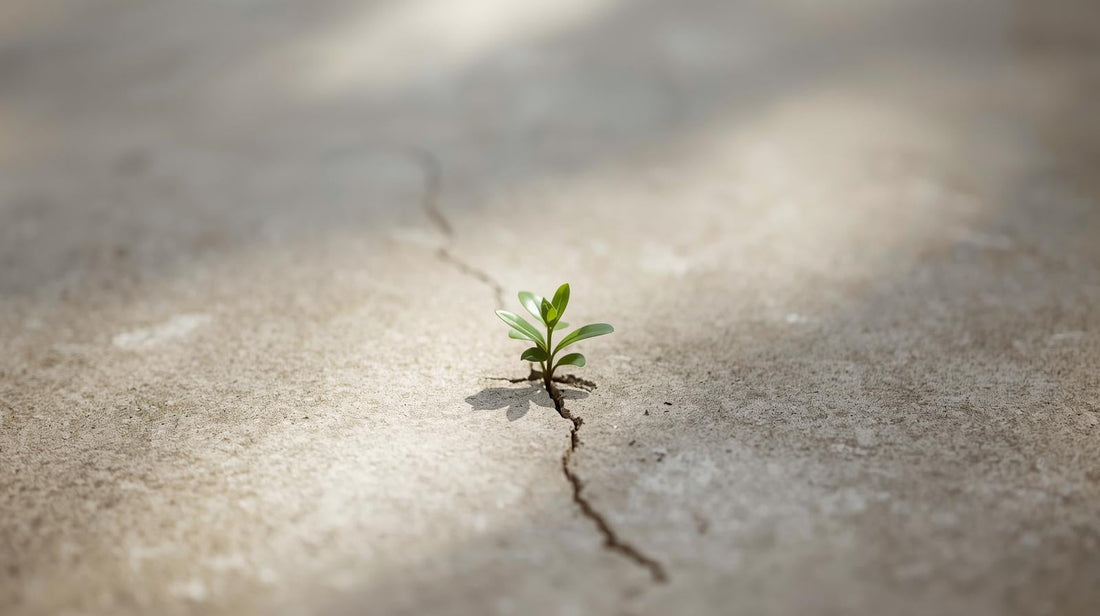Small plant growing through concrete symbolizing attachment patterns evolving