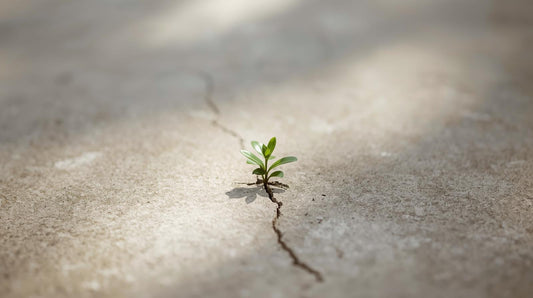 small plant coming through crack in concrete. symbolizes healing and growing