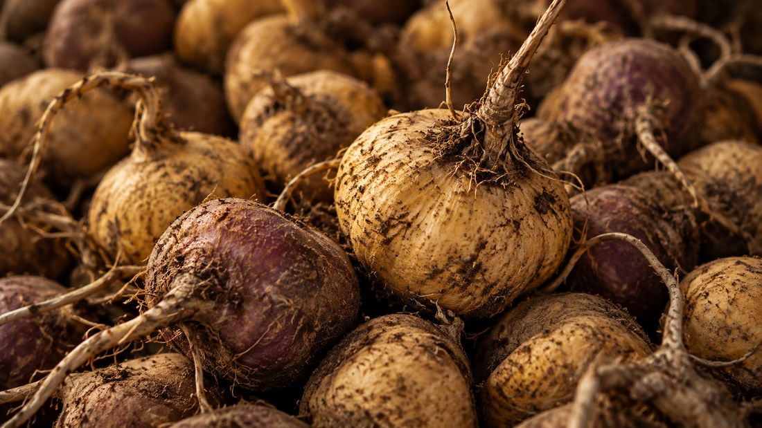 **Alt text:** `Fresh maca roots in yellow and purple varieties representing maca for female libido and sexual wellness`