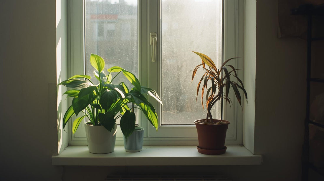 Two houseplants on windowsill, one thriving and one wilting